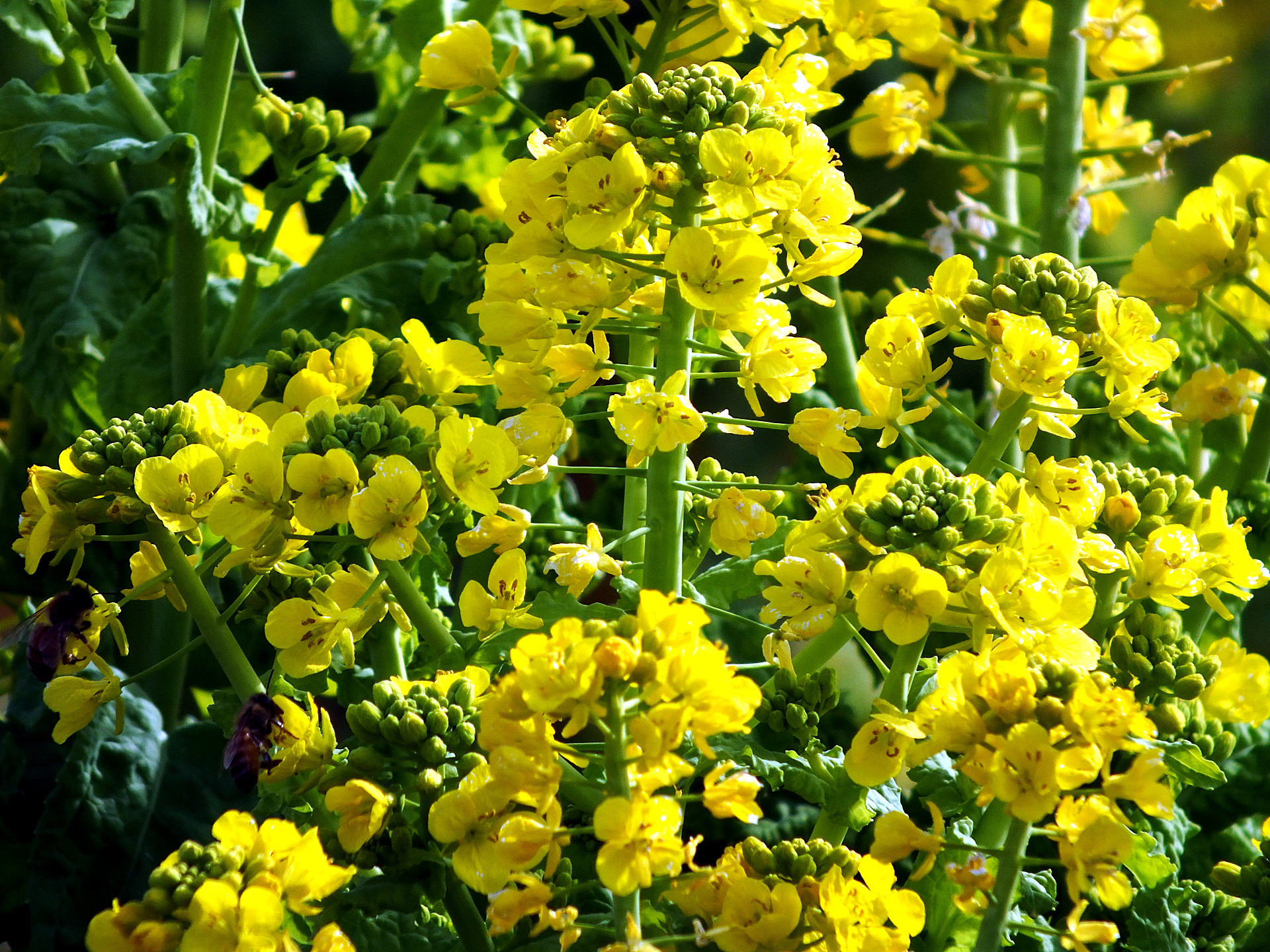 花 植物 菜の花 壁紙19x1440 壁紙館