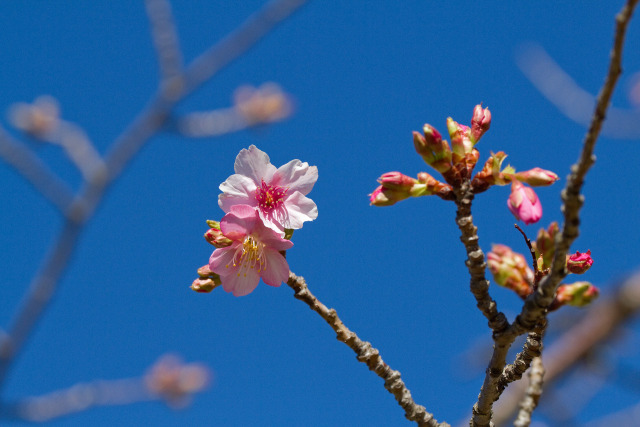 咲き始めた河津桜