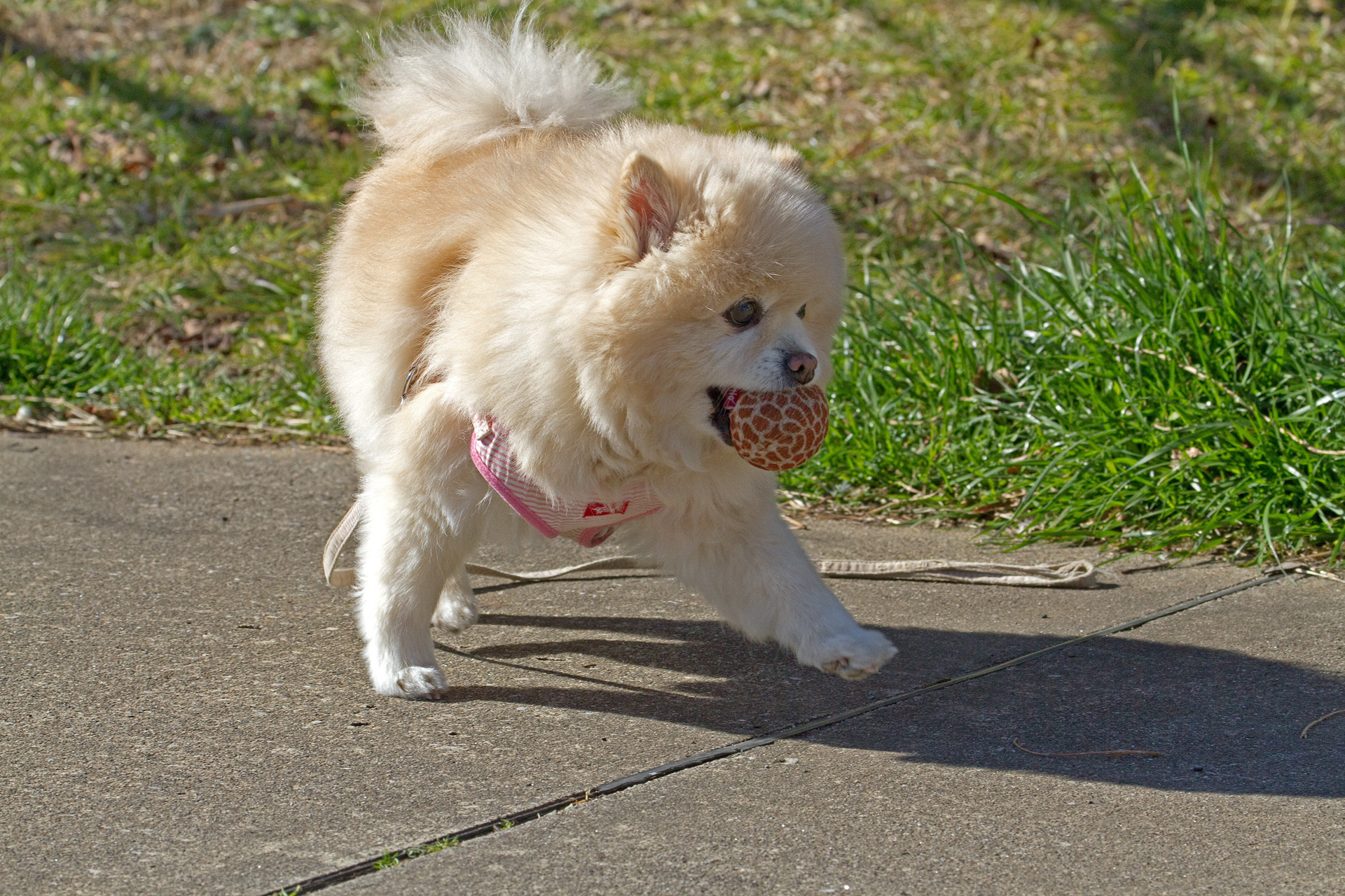 動物 犬 散歩道で出会ったワンちゃん 壁紙19x1280 壁紙館