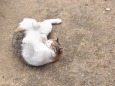 尾道の猫