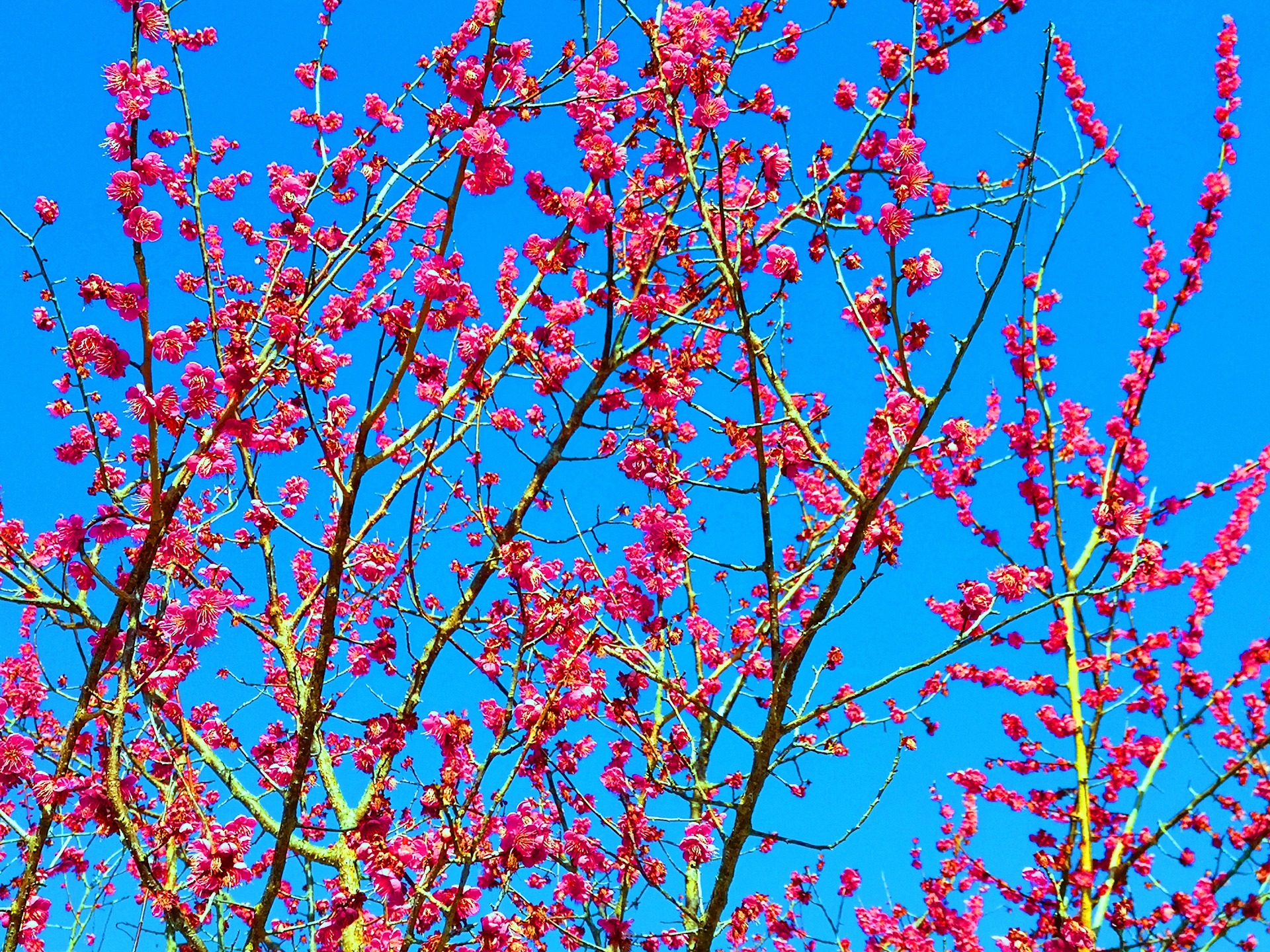 花 植物 東紀州の2月梅の花 壁紙19x1440 壁紙館
