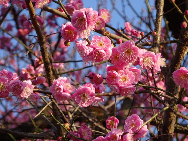 朝日に映える紅梅の花