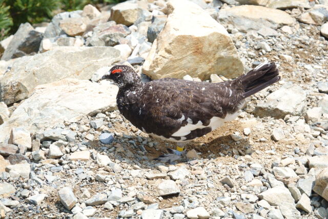 小仙丈ヶ岳の雄雷鳥6