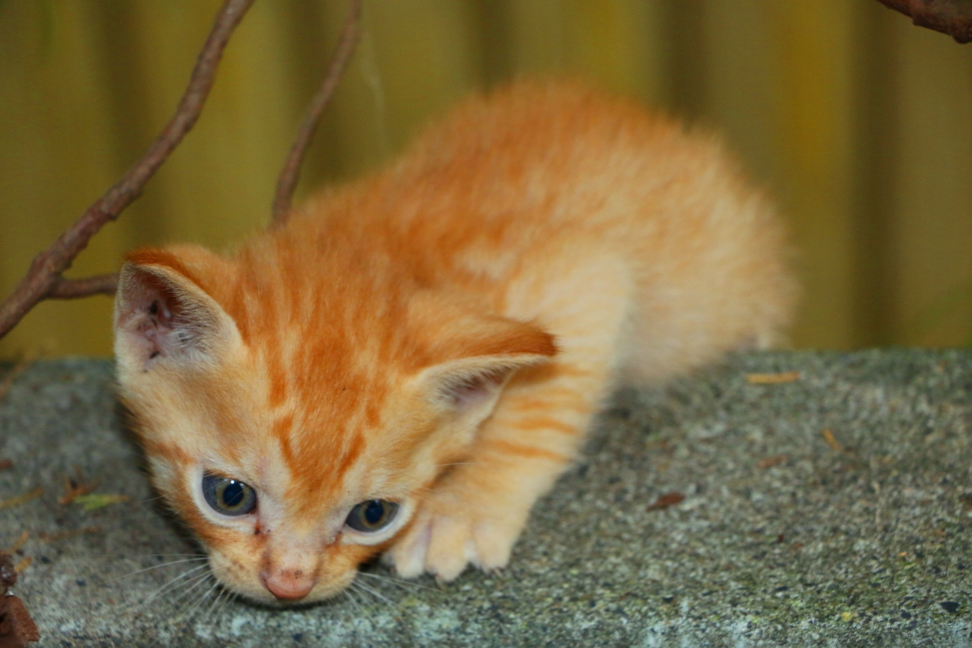 動物 猫 子猫 壁紙19x1280 壁紙館