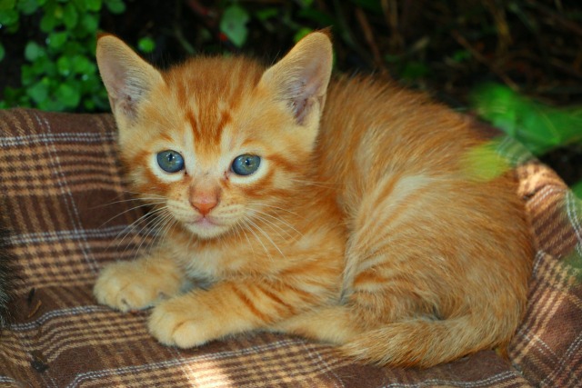 動物 猫 子猫 壁紙館