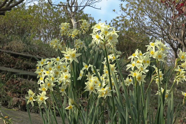 春の散歩道の花