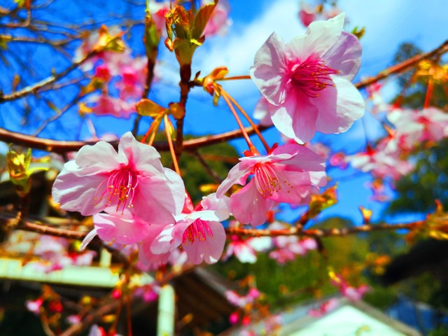 東紀州の2月河津桜