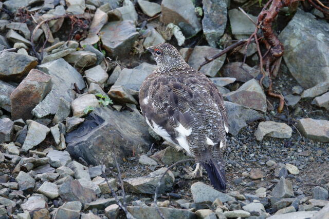 蝶ヶ岳の雄雷鳥2