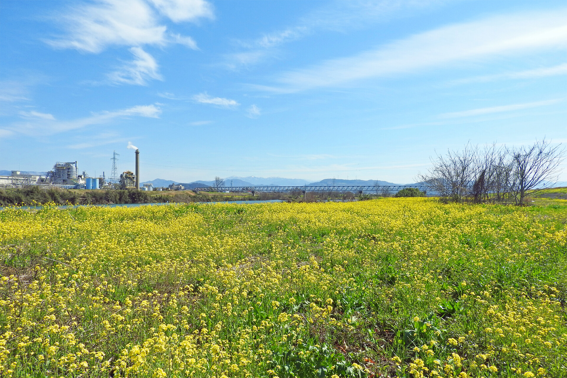 日本の風景 春待ち遠し 菜の花 壁紙19x1280 壁紙館