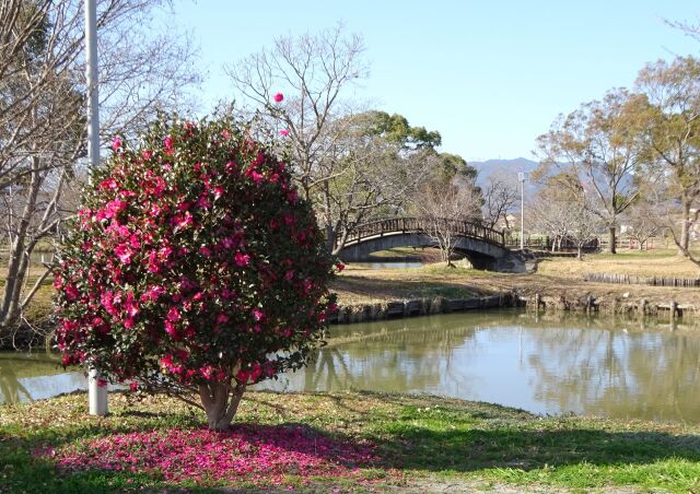 クリーク公園に春の光