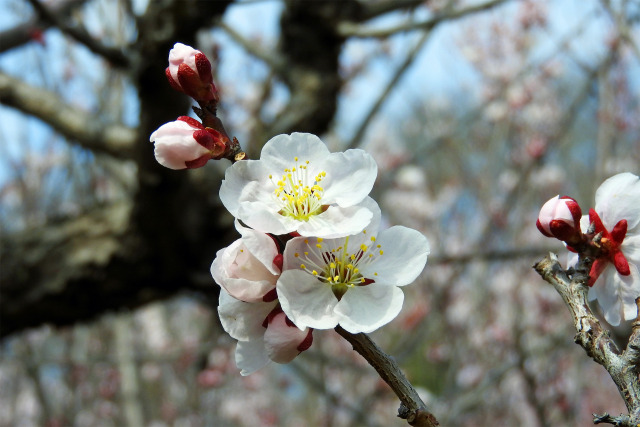 冬の梅花9