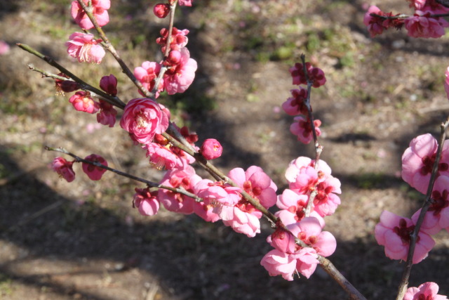 一枝の梅の花