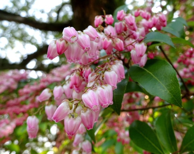 咲き始めた馬酔木の花