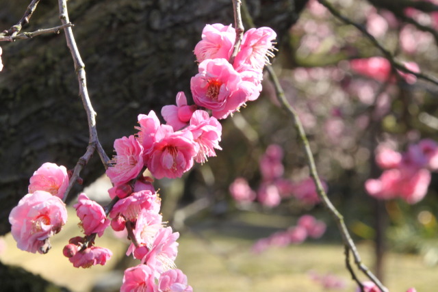 栗林公園の梅の花