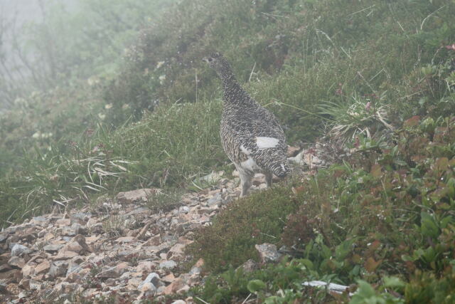 小蓮華山の雌雷鳥