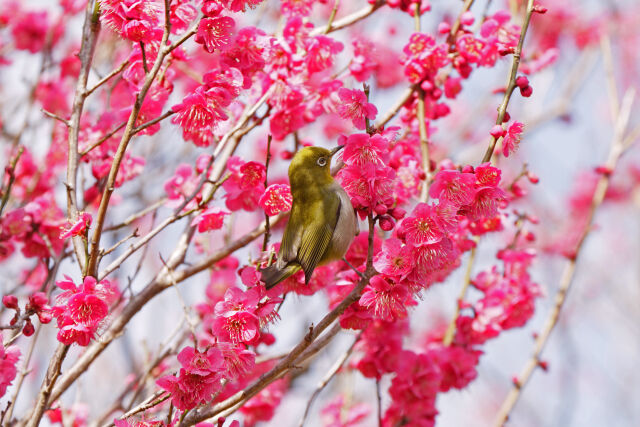 紅梅にメジロ