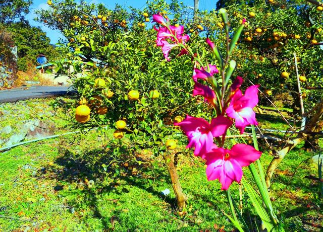 東紀州の2月夏みかんと花