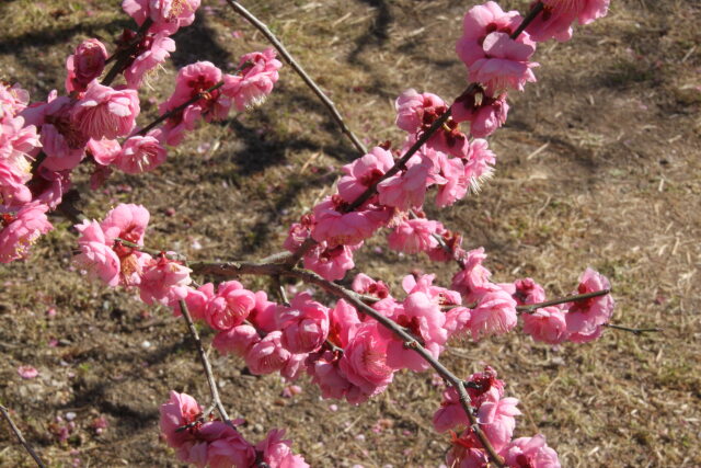 綺麗に咲いた梅花