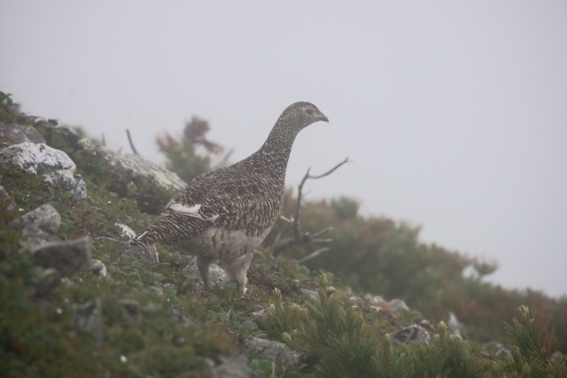 小蓮華山の雌雷鳥2