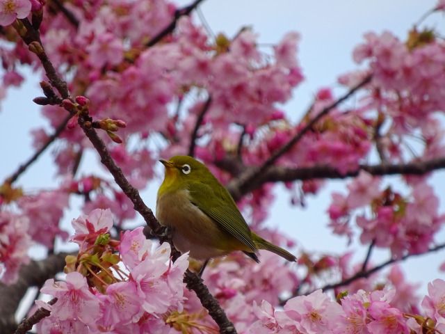 津久見河津桜