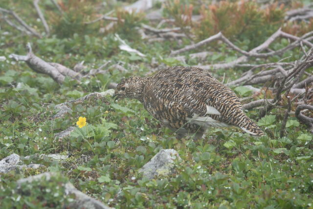 小蓮華山の雌雷鳥3