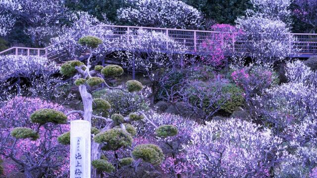 満開の池上梅園