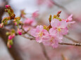 咲き始めた河津桜