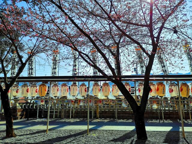 東紀州2月神社河津桜