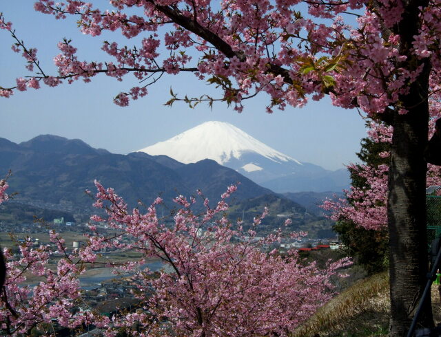 河津桜満開の松田山