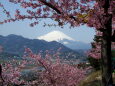 河津桜満開の松田山