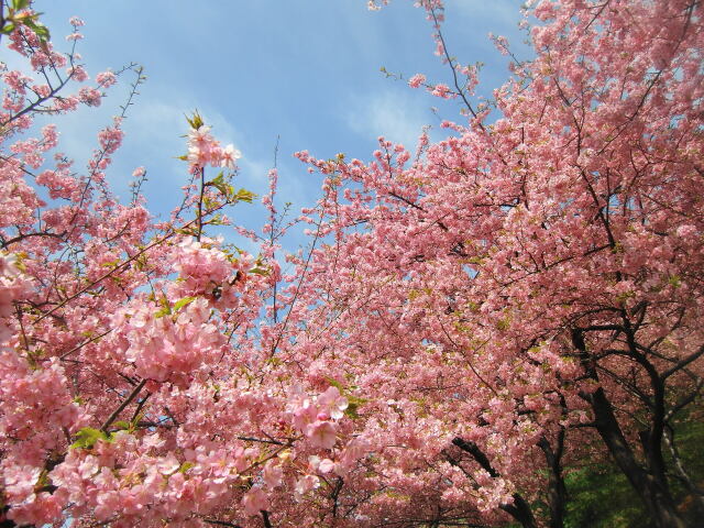 満開の河津桜