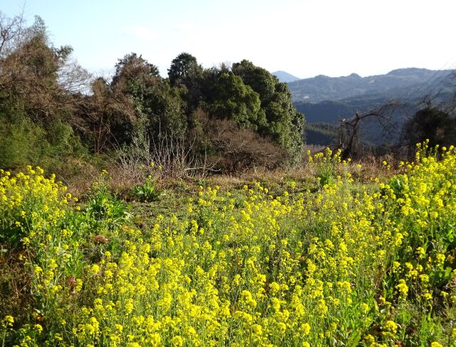 山越えの途中に咲いていた菜の花