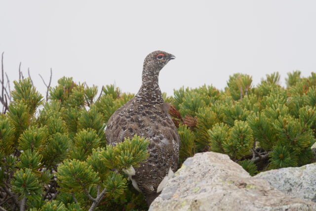 小蓮華山の雄雷鳥3