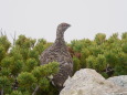 小蓮華山の雄雷鳥3