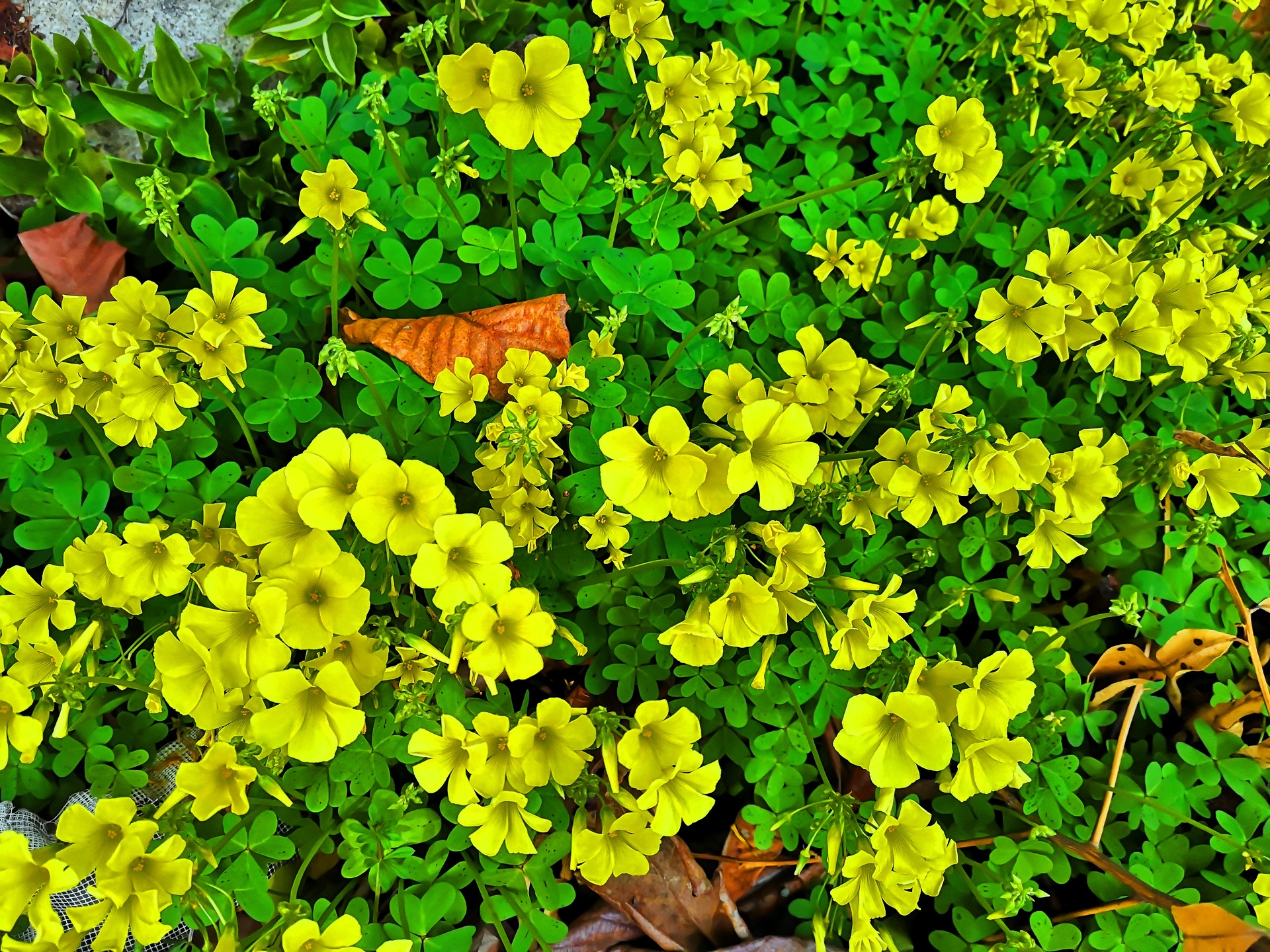 花 植物 冬の花 壁紙19x1440 壁紙館