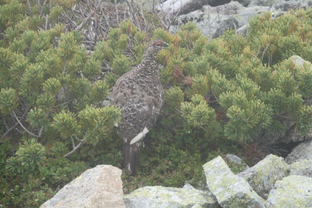 小蓮華山の雄雷鳥4