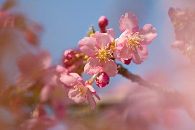 早咲きの桜