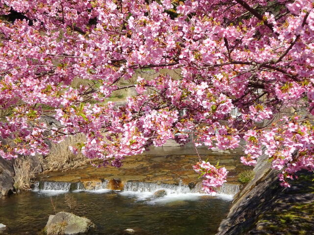 満開の河津桜