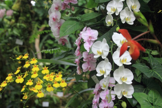 牧野植物園の蘭