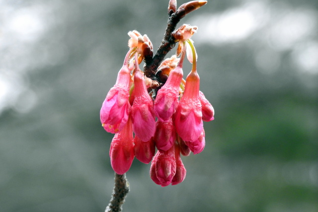 寒緋桜