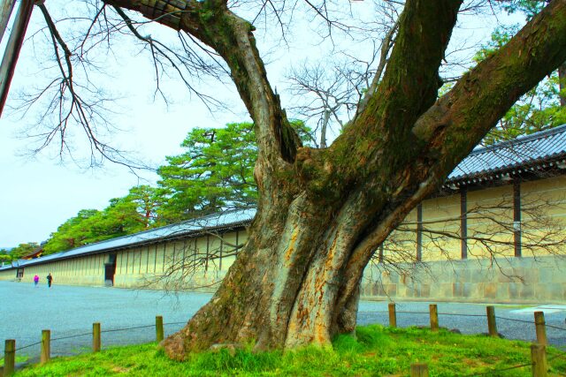 京都御所