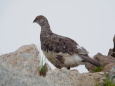 小蓮華山の雄雷鳥6