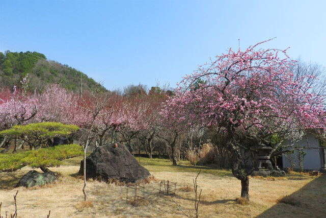 梅園 早春