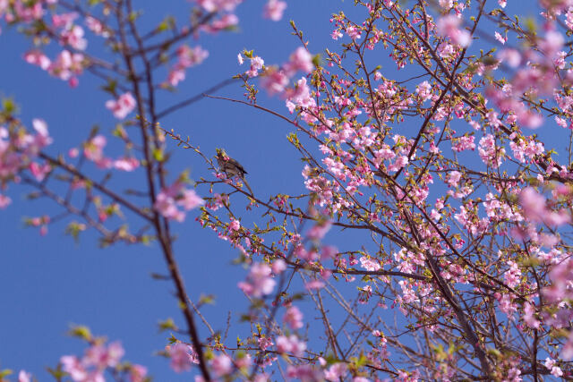 早咲きの桜