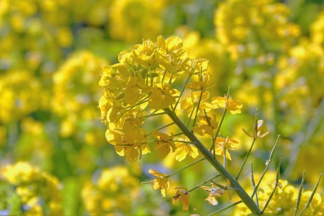 菜の花