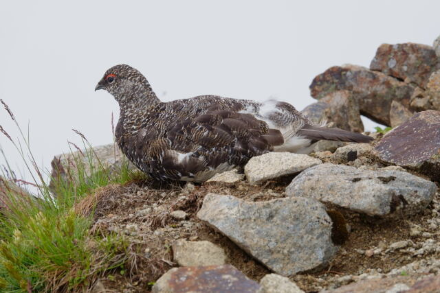 小蓮華山の雄雷鳥7