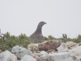 小蓮華山のママ雷鳥