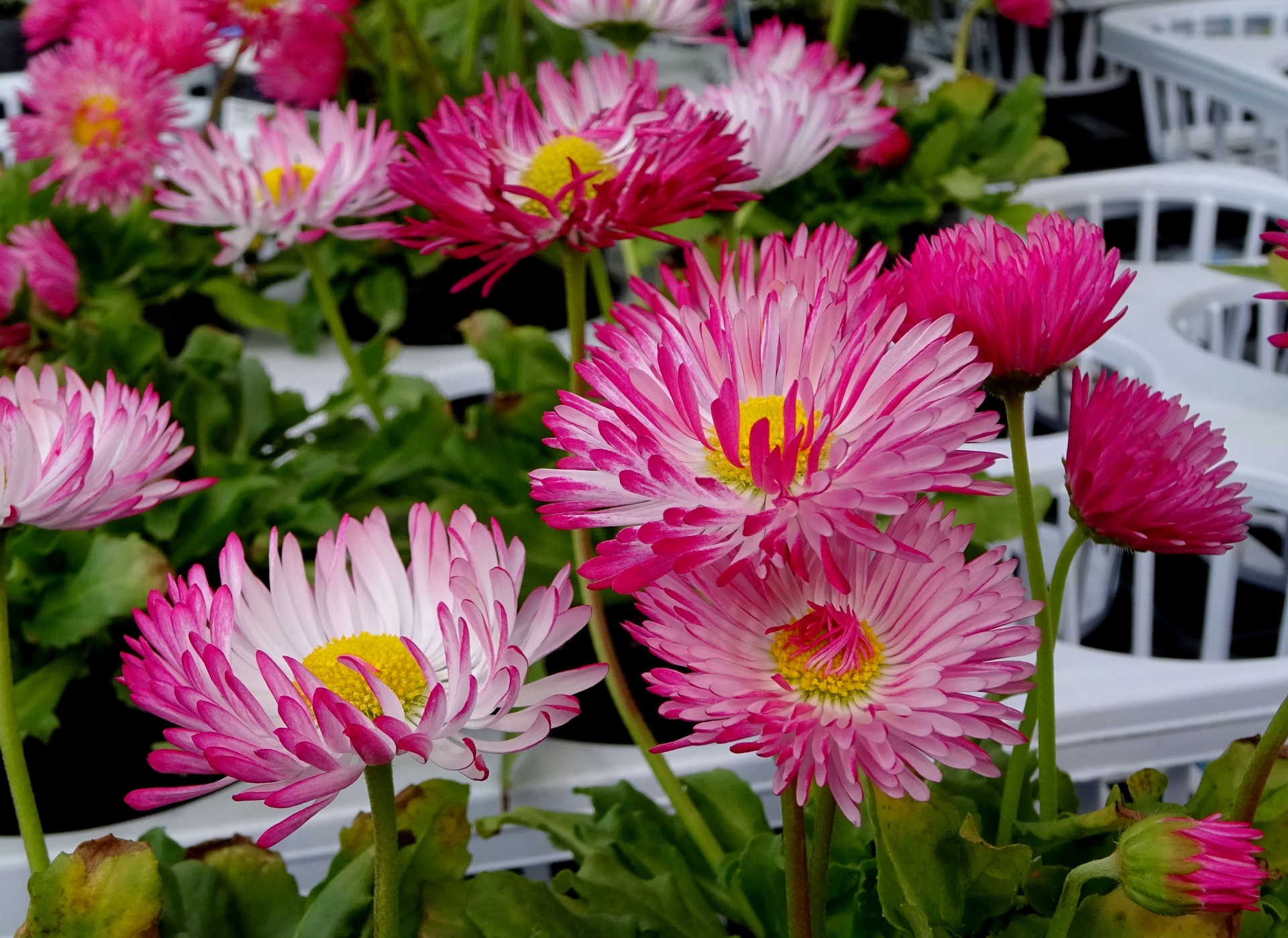 花 植物 可愛い春の花 壁紙19x1398 壁紙館