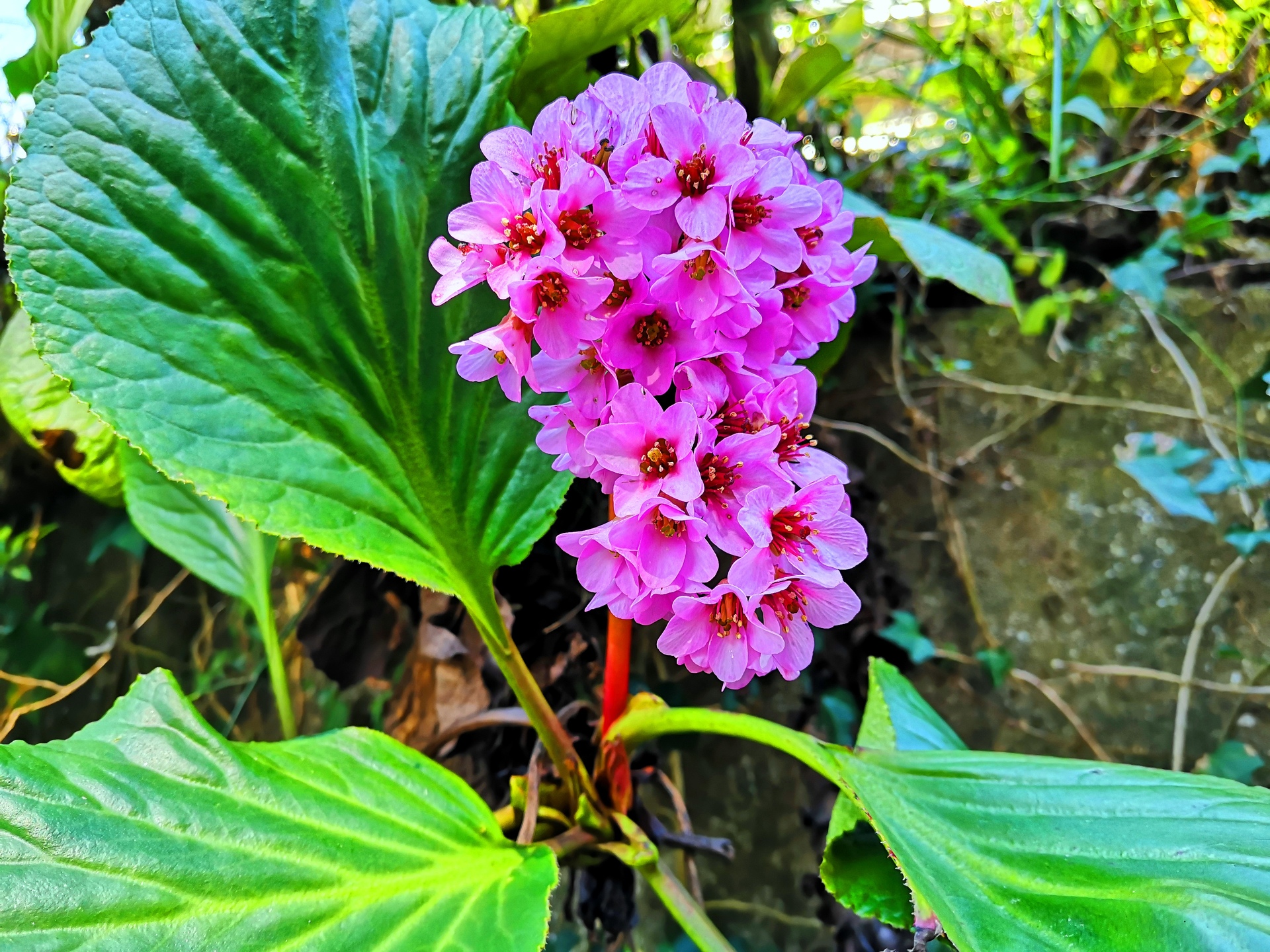 花 植物 冬の花 壁紙19x1440 壁紙館