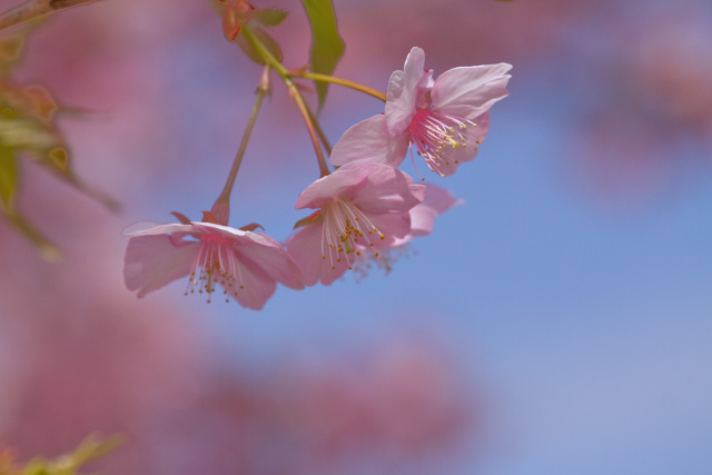 早咲きの桜